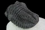 Detailed Austerops Trilobite - Large Eyes #91923-4